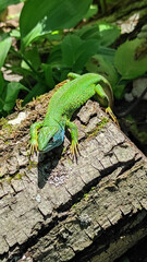 Vivid European green lizard resting on textured wood with rich green foliage in background, symbol of biodiversity and summer