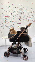 Little black Miniature Schnauzer senior dog smiling on dog cart with white and colorful dot background