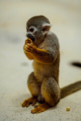 Squirrel Monkey having some food 
