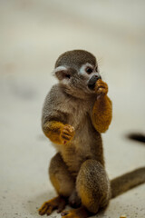 Squirrel Monkey having some food 