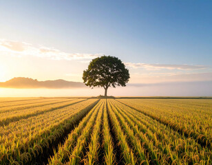 tree in the middle of rice fields with morning mist and soft light