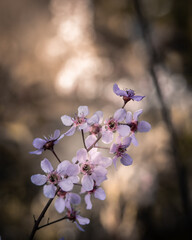 Delicate Pink Blossoms in Soft Spring Light with Natural Bokeh
