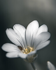 Macro of a Small Insect on White Flower Petals in Soft Light
