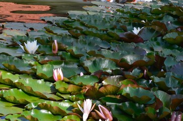 water lily pond