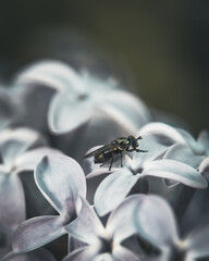 Hoverfly on Pale Lilac Blossoms in Soft Focus Macro