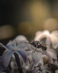 Macro Shot of Housefly Resting on Pale Lilac Blossoms in Soft Light