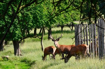 deer