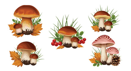 A Collection of Forest Fungi and Autumnal Decorations with White Backgrounds