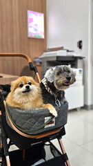 Miniature Schnauzer and Pommeranian dogs sitting in dog cart in the pet friendly offce