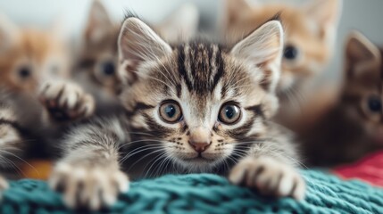 A heartwarming scene of playful kittens captured closely, showing their curiosity and interaction, nestled together amidst soft textures that evoke warmth and comfort.