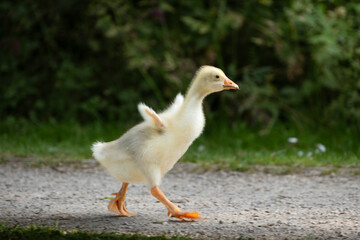 Obraz premium Walking Gosling
