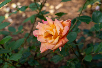 Rose (Rosa 'Sutter's Gold') flowers growing in the garden. Canada. 