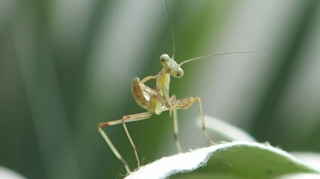 Praing mantis on a flower