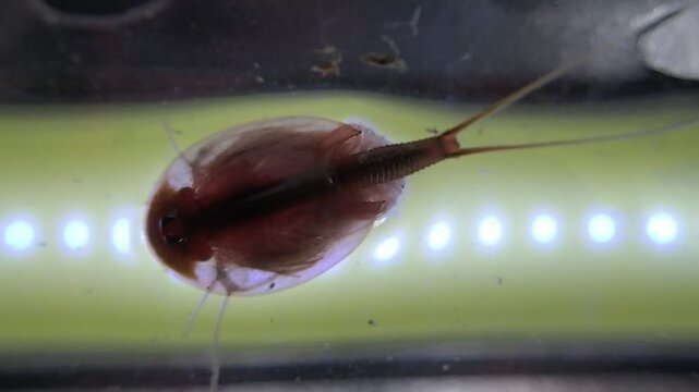 Tadpole shrimp on a microscope glass