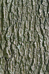 Beautiful close-up of quercus pagoda