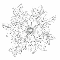 vector Line art Sketch Floral Botany. flower drawings.