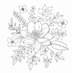 vector Line art Sketch Floral Botany. flower drawings.
