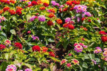 Beautiful flowers of Lantana camara (common lantana) plant