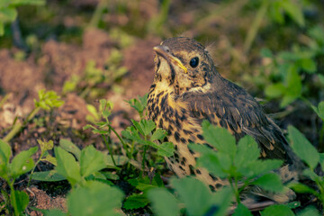 Young Fieldfare (Latin name: Turdus pilaris) in the wild nature in grass