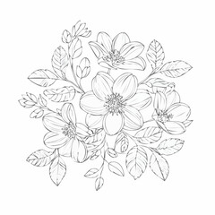 vector Line art Sketch Floral Botany. flower drawings.