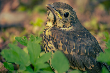 Young Fieldfare (Latin name: Turdus pilaris) in the wild nature in grass