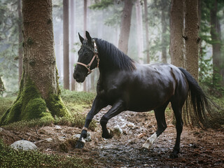 Obraz premium Their majestic presence is truly captivating. Percheron Horses: These powerful draft horses from France are frequently black,