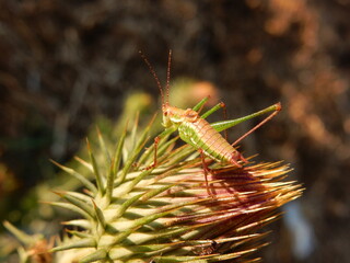 grasshopper on a branch