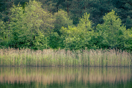 small calm lake with deciduous forest and  reeds on the shore