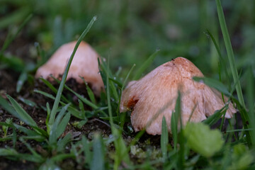Inosperma erubescens (formerly Inocybe erubescens, also formerly named I. patouillardii), and also commonly known as the deadly fibrecap, brick-red tear mushroom or red-staining Inocybe