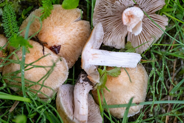 Inosperma erubescens (formerly Inocybe erubescens, also formerly named I. patouillardii), and also...
