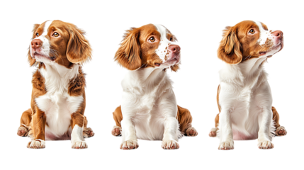 Pack Collection Brittany Spaniel Puppy Three Poses Purebred Canine Dog Photos set against transparent background