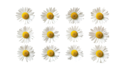 Pack Collection Twelve Daisies A Minimalist Floral Pattern set against transparent background