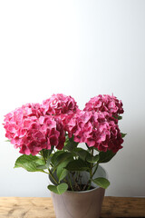 pink hydrangeas in a pot
