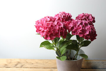 blooming pink hydrangea in the park