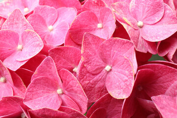 blooming pink hydrangea in the park