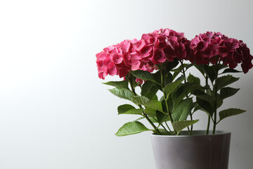 Beautiful pink hydrangea in a pot, on a wooden table 
