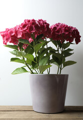 Beautiful pink hydrangea in a pot, on a wooden table 