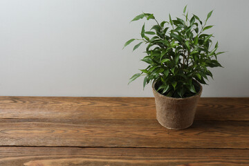 house flower in a pot on a wooden table