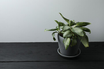 house flower in a pot on a wooden table