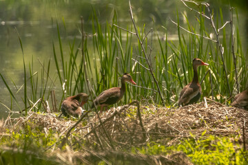 Black-bellied Whistling Ducks along the edge of the marsh