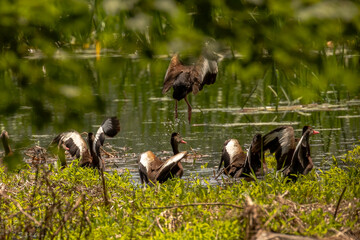 Black-bellied Whistling Ducks take off from the marsh