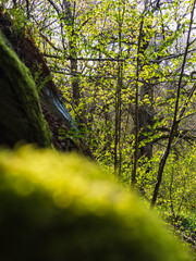 Exploring vibrant spring colors in a Swedish forest nature reserve full of fresh greenery and blooming flora