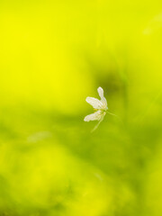 Wood anemone blooming in the spring sunshine at a nature reserve in Sweden