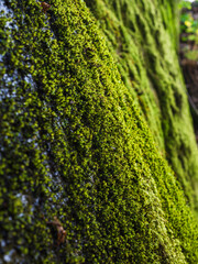 Exploring lush green moss in a nature reserve in Sweden during a tranquil afternoon
