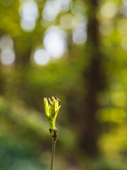 Fly resting on a budding plant in a Swedish spring morning with soft sunlight filtering through the trees