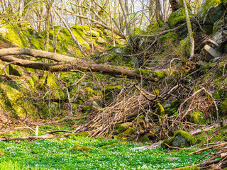 Explore vibrant spring colors in a serene nature reserve in Sweden, showcasing lush greenery and natural formations