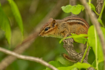 Chipmunk sits on a branch along the trail