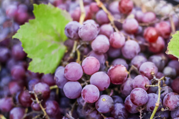 Purple ripe grapes close up growing.  Kitchen garden harvest on plate. Blue grape vine clusters growing.