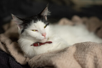 A fluffy white cat with black markings rests comfortably on a soft blanket. The cat has bright eyes...