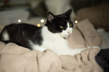 A black and white domestic cat rests on a soft blanket. The cat has green eyes and a calm...